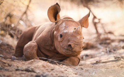 The Rhinos Adopt Apollo