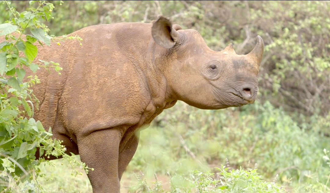 Apollo’s March Update